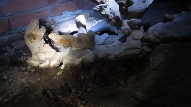 Гриб мутант. Чудеса матушки природы. Огромный гриб пытался захватить подпол. Что это за монстр??? смотреть онлайн