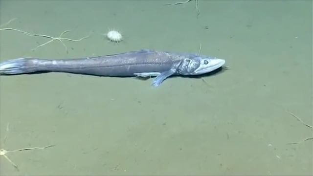 10 САМЫХ НЕВЕРОЯТНЫХ ГЛУБОКОВОДНЫХ ОБИТАТЕЛЕЙ смотреть онлайн