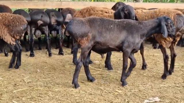 Гиссар Арашан смешные кучкарчик 8 месяцев +7702 953 77 78 ватсап смотреть онлайн
