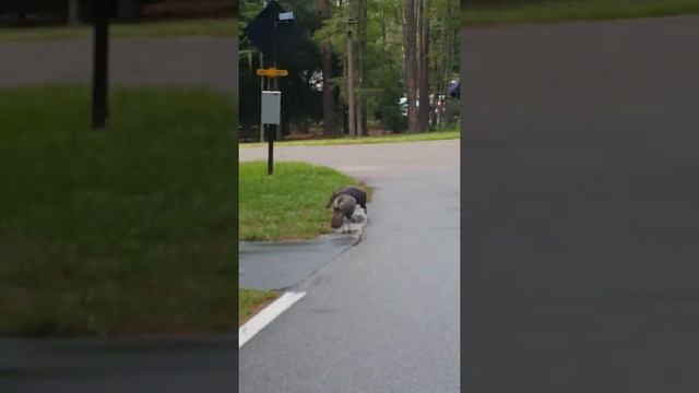 Turkey please!!!??? Fort Wilderness for Liam's birthday смотреть онлайн