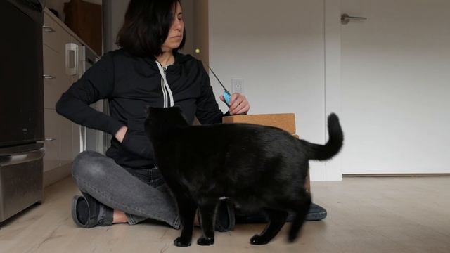 Shoulder Cat Training: Teach Your Cat To Jump and Sit On Your Shoulder смотреть онлайн