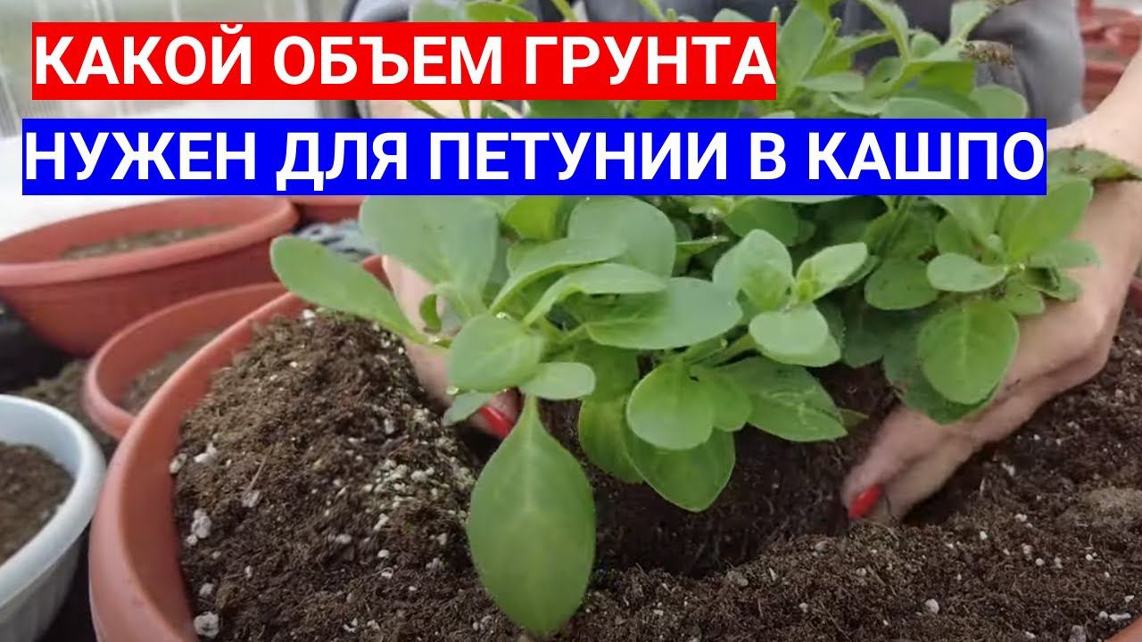 ВОЛШЕБНАЯ ДОБАВКА ДЛЯ ПЕТУНИЙ В КАШПО - КАКОЙ ГРУНТ НУЖЕН ДЛЯ ПЕТУНИЙ В КАШПО И ГОРШКАХ смотреть онлайн