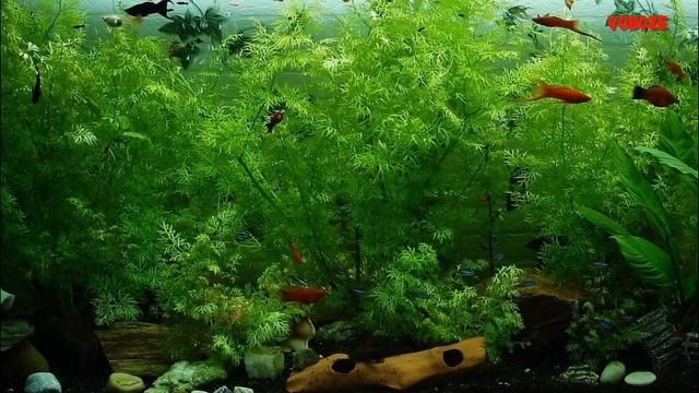 Разведение живородящих АКВАРИУМНЫХ РЫБОК смотреть онлайн