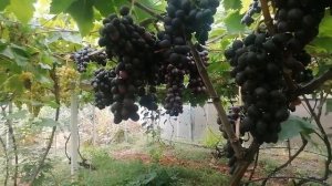 Виноград Воплощение(Гусев С.Э.)Лорано(Бурдак А.В.) виноградник Король В.Н.+7(918) 62-41-307