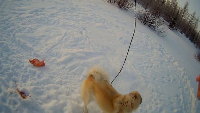Поездка к собакам на мотособаке))) смотреть онлайн