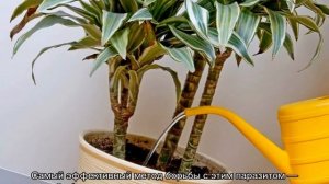 Почему у драцены сохнут кончики листьев — что делать