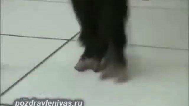 Прикольное поздравление от танцующих обезьян. Смешно! смотреть онлайн