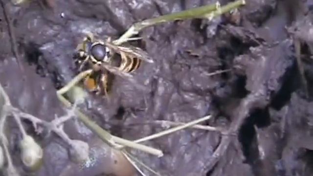 Осы,-полезные насекомые. смотреть онлайн