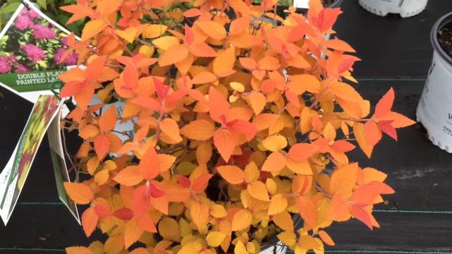 Double Play® Candy Corn Spirea | www.gardencrossings.com смотреть онлайн