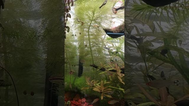 Аквариумные растения.Амбулия (Limnophila aquatica) смотреть онлайн