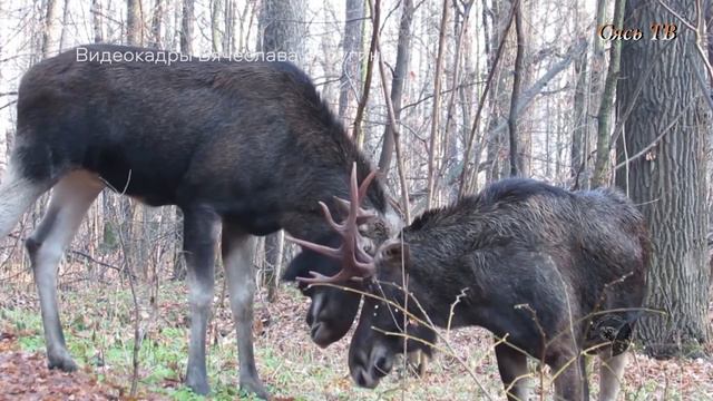 Выход лосей смотреть онлайн