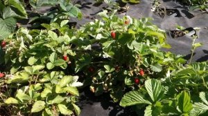 Ремонтантная земляника "Александрина". Урожай из семян