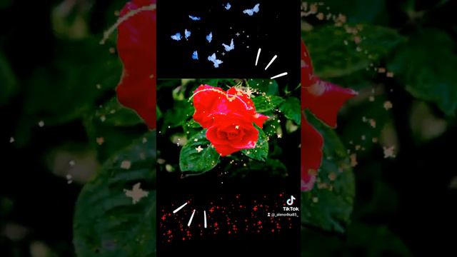 РОЗА ДЛЯ ТЕБЯ!!!🌹ЛЮБИМАЯ МОЯ!!!💃🌹♥️ смотреть онлайн