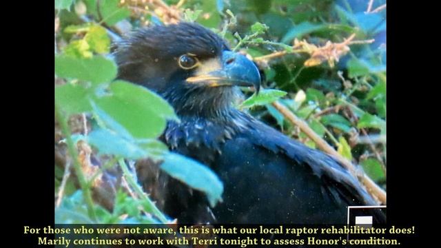 Honor Found Safe! - The Redding Eagles смотреть онлайн
