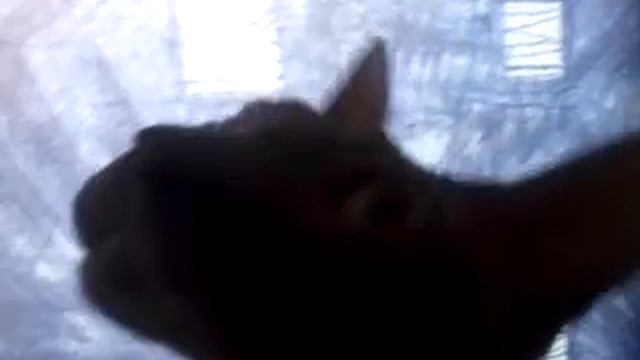 сфинкс разговаривает смотреть онлайн