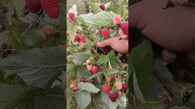 Малина Аміра кінець плодоношення! смотреть онлайн