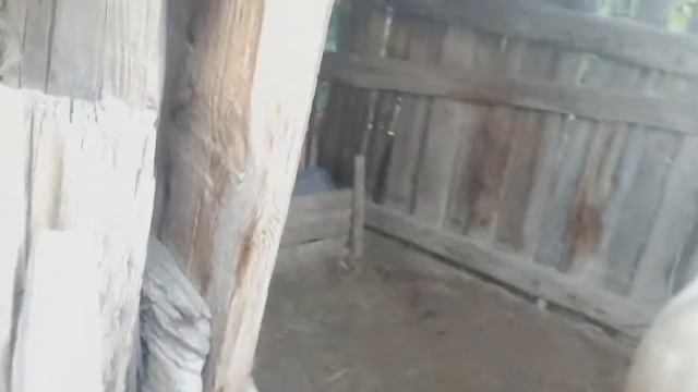 Проведали коров. Теплица у дедушки:: #коровы смотреть онлайн