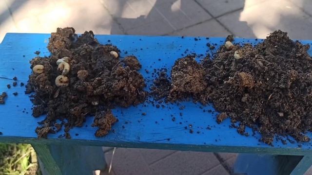 Г О Л У Б И К А . 01.06.2021. МИКОРАД пока не радует (( смотреть онлайн