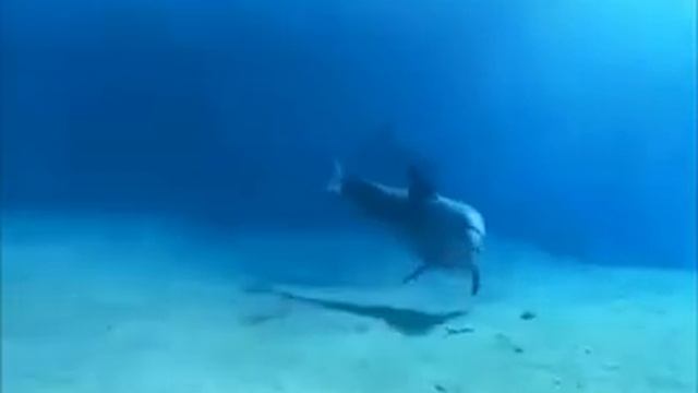 Дельфины_Релаксация_ смотреть онлайн