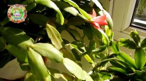 Мои ошибки при выращивании декабриста.От каких стрессов страдает цветок рождественник (Шлюмбергер)?