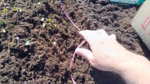 Картофель УНИКА, посадка