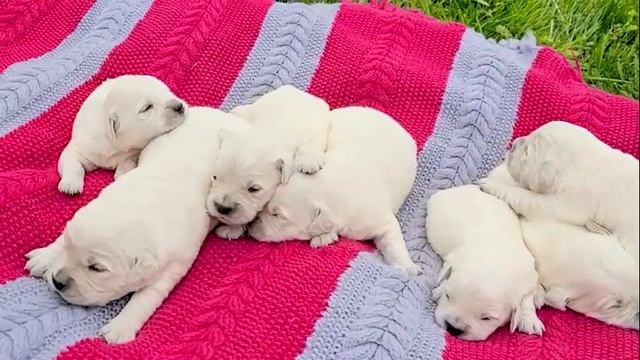 Petunia x Zero's 2-wk-old litter смотреть онлайн