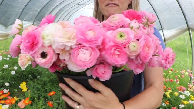 Harvesting for a Ranunculus Bouquet Bar: Flower Hill Farm смотреть онлайн