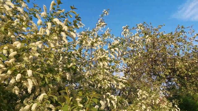 Позднее цветение черёмухи в 2020 г. смотреть онлайн