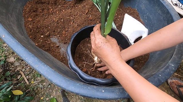 Amazon Lily Grow and care Plants house смотреть онлайн