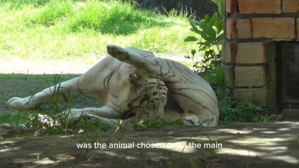 Top 5 most beautiful animals in the world || Amazing facts about animals || five most wanted animal