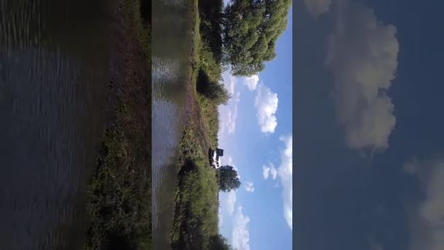 Бешеная нива в Шаблыкино 22.06.2019 смотреть онлайн