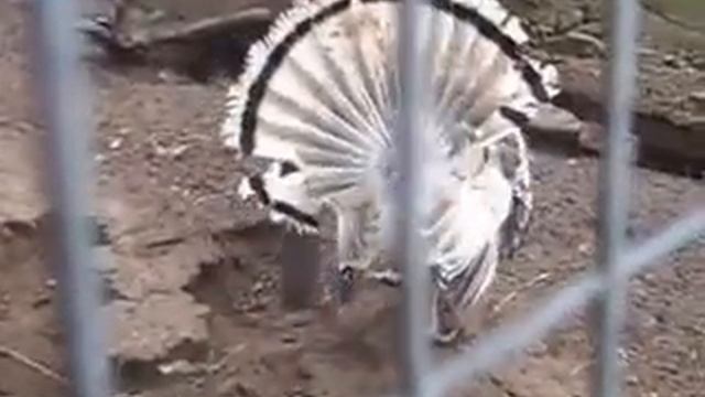 Индюк. Индейка.Голос индюка. смотреть онлайн