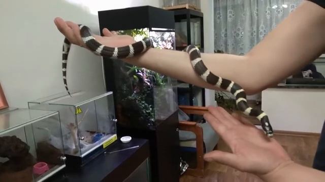 Калифорнийская королевская змея Lampropeltis california (Самка) смотреть онлайн
