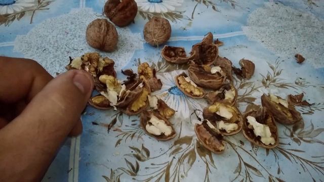 Не покупайте саженцы ореха на рынке! смотреть онлайн