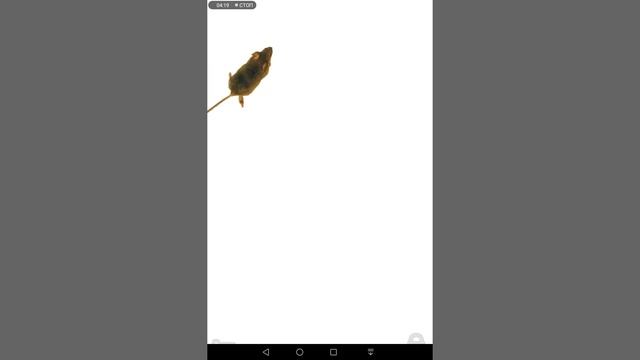 Видео про мышку мышь бегает и пищит по экрану видео для кошек. смотреть онлайн