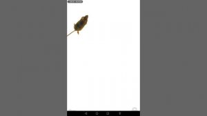 Видео про мышку мышь бегает и пищит по экрану видео для кошек.