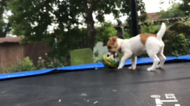 Dog-vlog на даче/ приехали на минское море/ Милли научилась плавать/ Милли играет с мячиком и т д смотреть онлайн