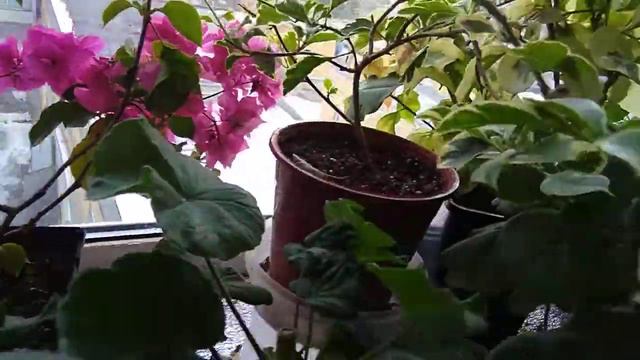 лоджия на 29.03.2022 смотреть онлайн