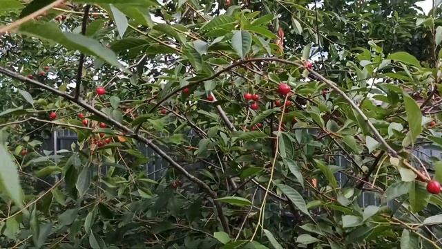 Природа в Объективе