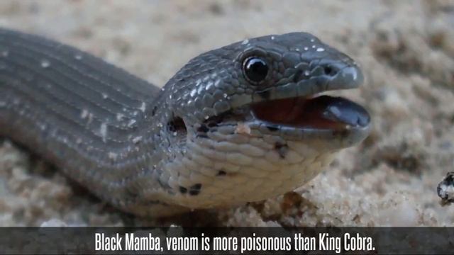 King Cobra vs Black Mamba Fight comparison- who will win? смотреть онлайн