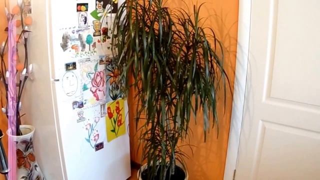 Спасаем драцену от вредителей?Как избавиться? смотреть онлайн