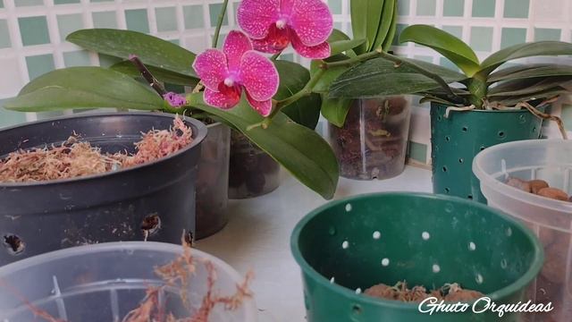"Aulão" Como replantar Phalaenopsis passo a passo! Comprei na xepa, phalaenopsis comum e espécie. смотреть онлайн