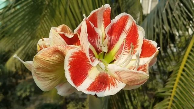 Amaryllis lily samba смотреть онлайн