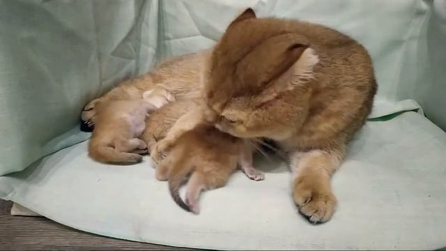 Котята родились, мама кошка от них не отходит ??? . смотреть онлайн