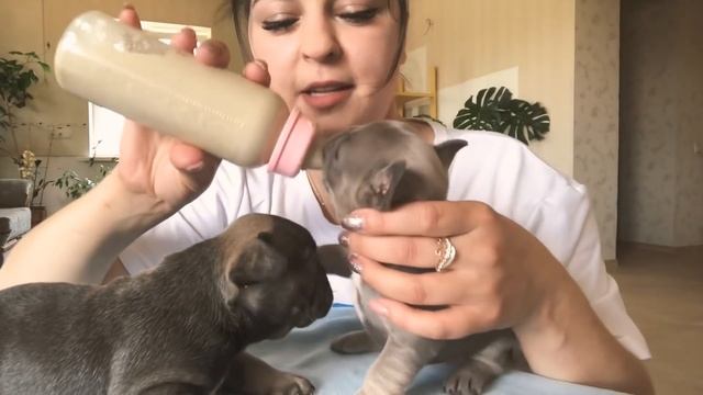 Французский бульдог щенки первый прикорм ! #Karambolik смотреть онлайн