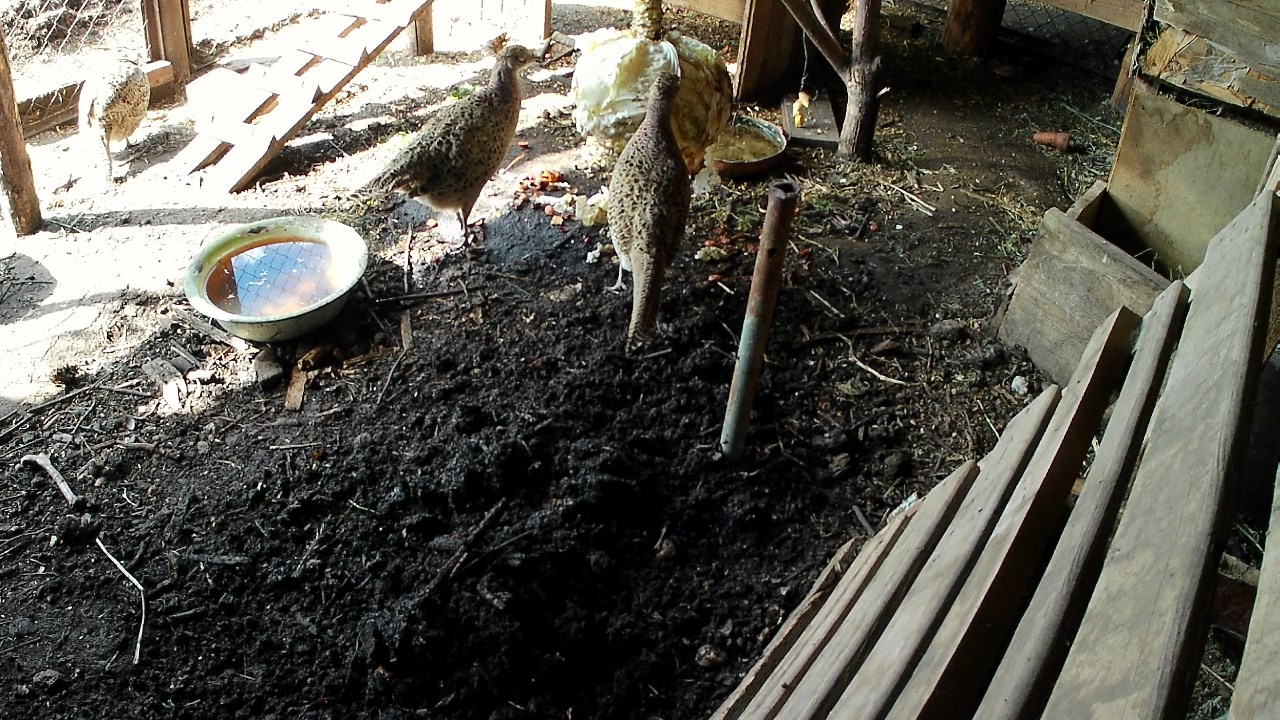 Натуральный корм для домашней птицы. Чем кормить фазанов в домашних условиях. Вольер с фазанами смотреть онлайн