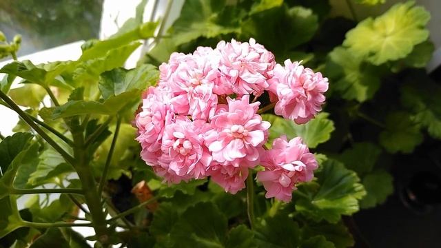 РОЗЕБУДНАЯ ПЕЛАРГОНИЯ "АНИТА" смотреть онлайн