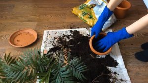 Хамедорея ?Как пересадить пальму?