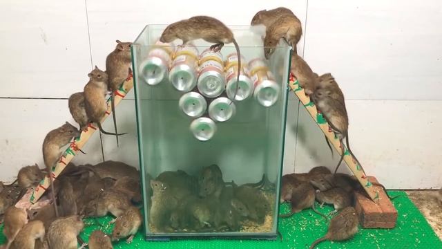 как сделать из пивной банки супер мышеловку смотреть онлайн