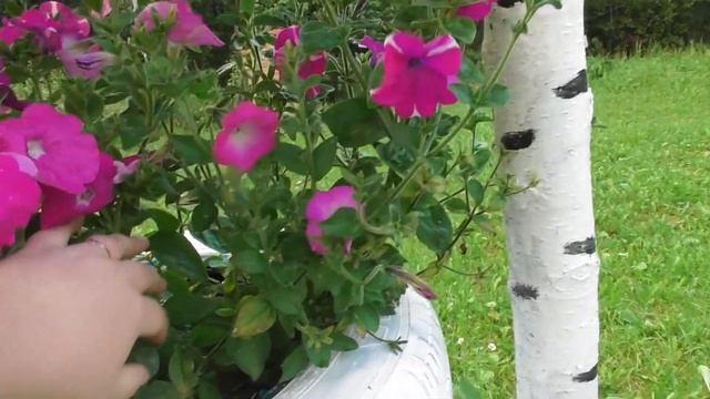 Vlog приехали на дачу/я их садить больше не буду/туман и томаты/семья даниловых